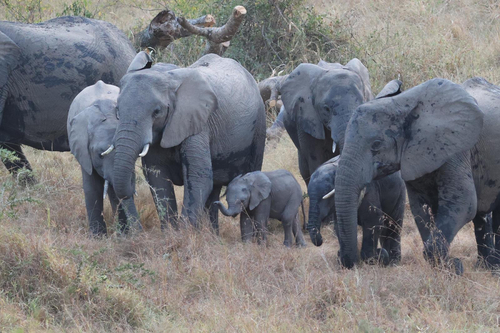 African Savanna Elephant