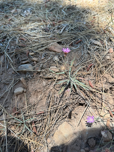 iNaturalist observation photo of lettuce wirelettuce