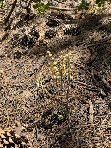 iNaturalist observation photo of Toothed Wintergreen