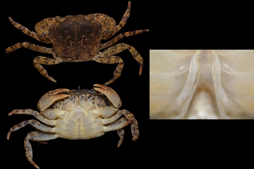 Cantopotamon yangxiense