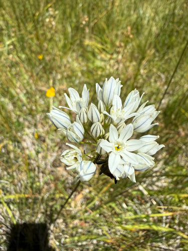 iNaturalist observation photo of white brodiaea