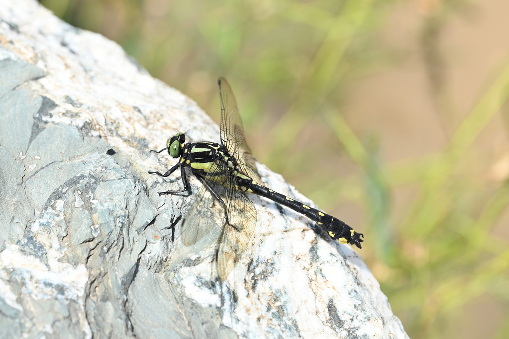 Shaogomphus lieftincki