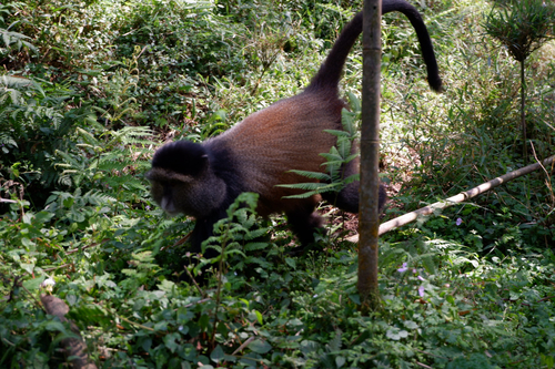 Golden Monkey