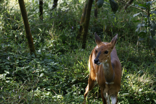 Southern Bushbuck