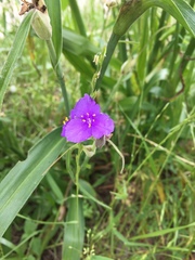 Tradescantia