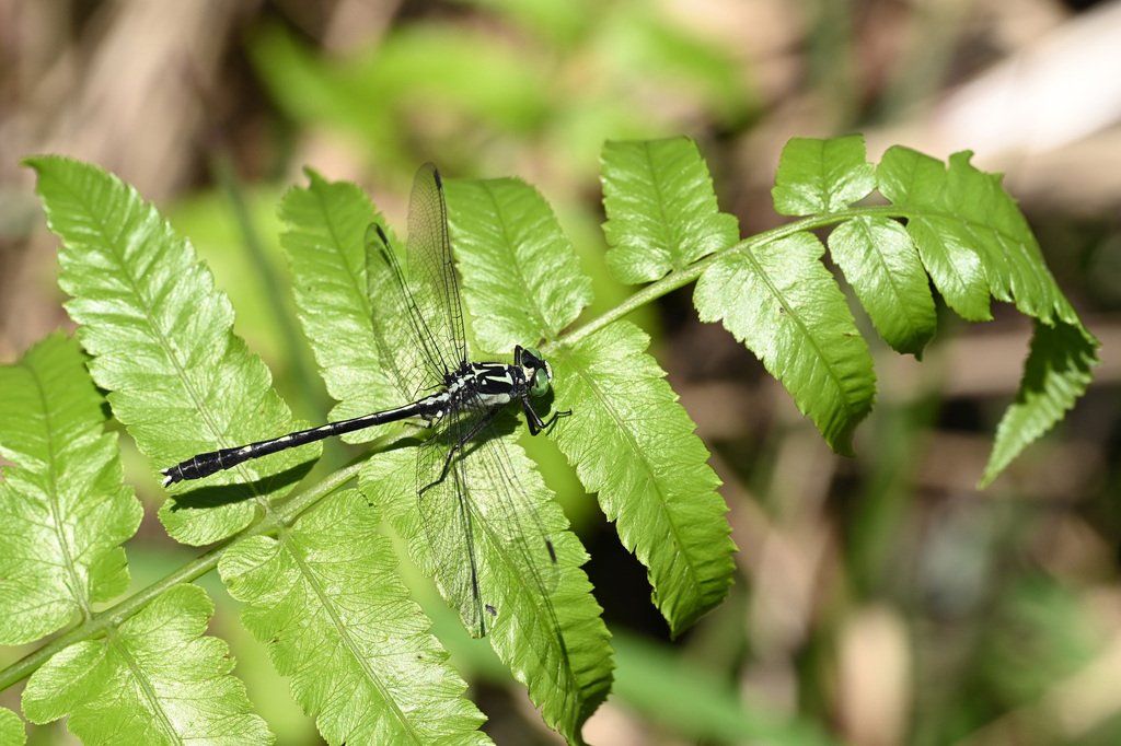 Trigomphus carus