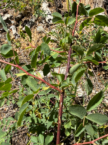 iNaturalist observation photo of Woods' rose