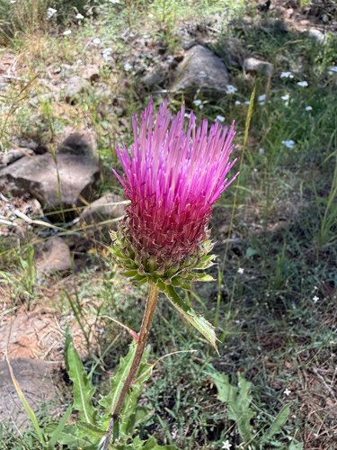 iNaturalist observation photo of Anderson's thistle