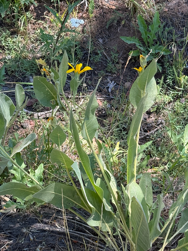 iNaturalist observation photo of woolly mule's ears