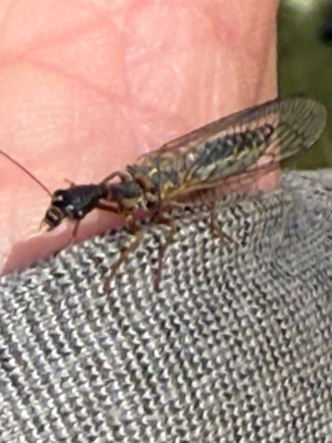 iNaturalist observation photo of American Square-headed Snakeflies