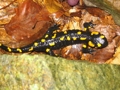Salamandra salamandra