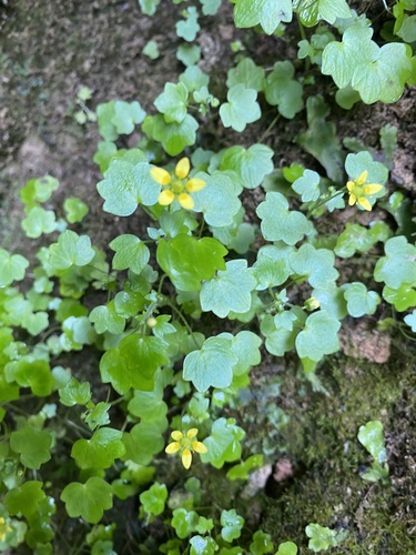 Saxifraga cymbalaria, photograph 4