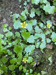Saxifraga cymbalaria, photograph (c) Наталья Пикалова, some rights reserved (CC BY)