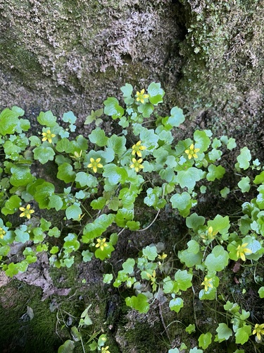 Saxifraga cymbalaria, photograph 5