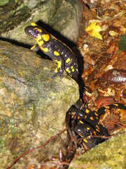 Salamandra salamandra