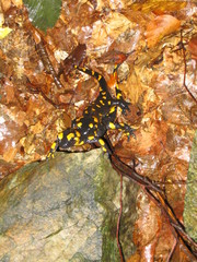Salamandra salamandra