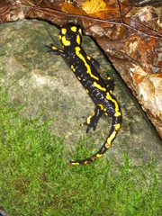 Salamandra salamandra