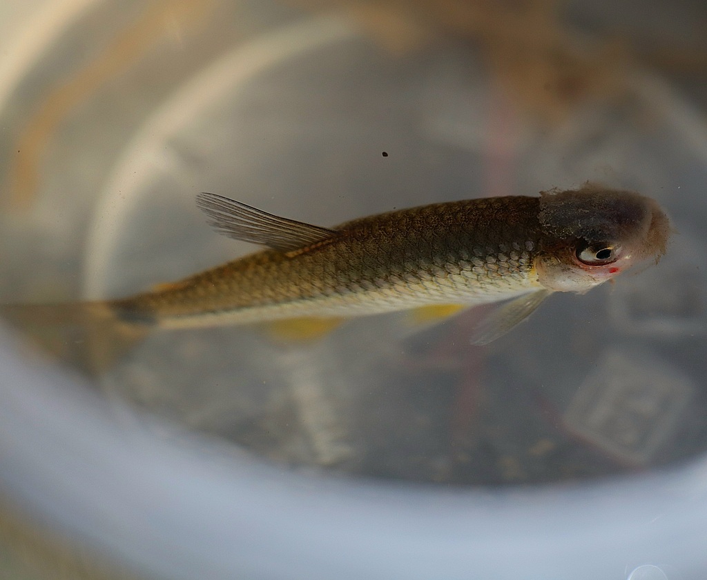 Chilean tetra (Cheirodon pisciculus) — Characidae
