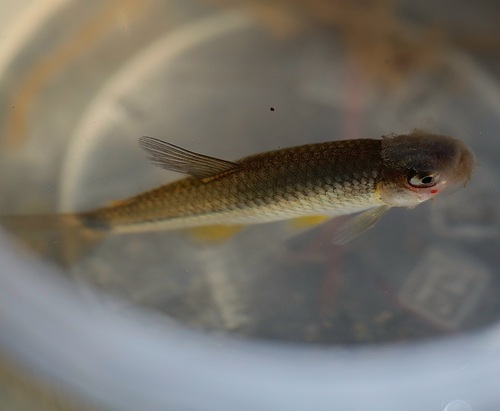 Chileense tetra (Cheirodon pisciculus) — Characidae