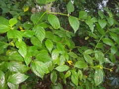 Angiospermae