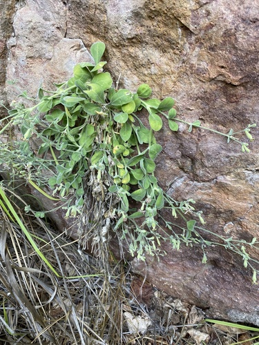 Silene pygmaea, photograph 1