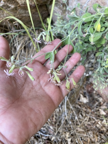 Silene pygmaea, photograph 2