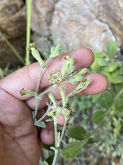 Silene pygmaea