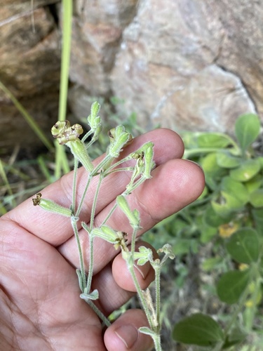 Silene pygmaea, photograph 3