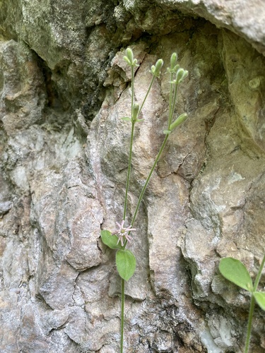 Silene pygmaea, photograph 5