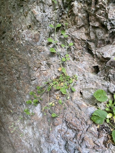 Silene pygmaea, photograph 6