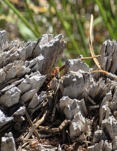 iNaturalist observation photo of integra-group Field and Mound Ants