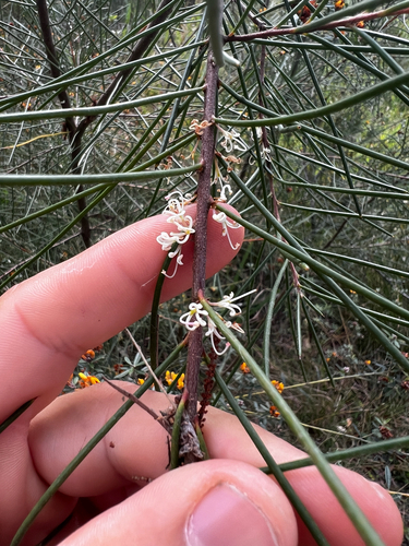 Hakea actites, photograph 6
