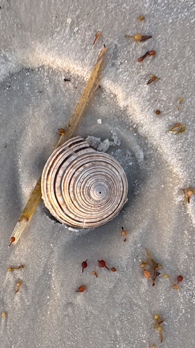 Architectonica nobilis, 2026-07-11