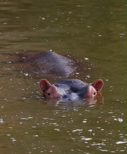 Common Hippopotamus