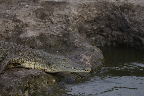 Nile Crocodile