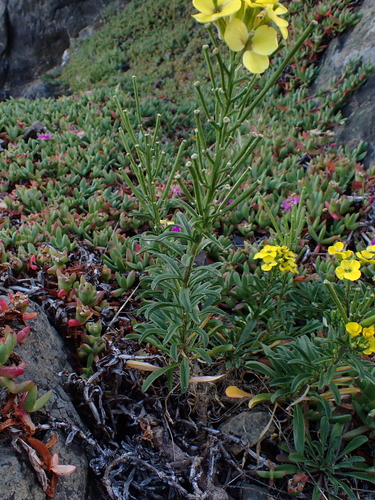 Erysimum concinnum, photograph 4