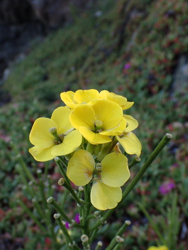 Erysimum concinnum, photograph 3