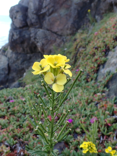 Erysimum concinnum, photograph 5