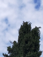 Columba palumbus