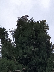Columba palumbus