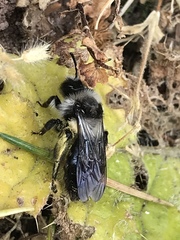 Andrena cineraria