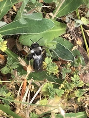 Andrena cineraria
