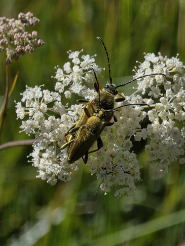 iNaturalist observation photo of Yellow Velvet Beetle