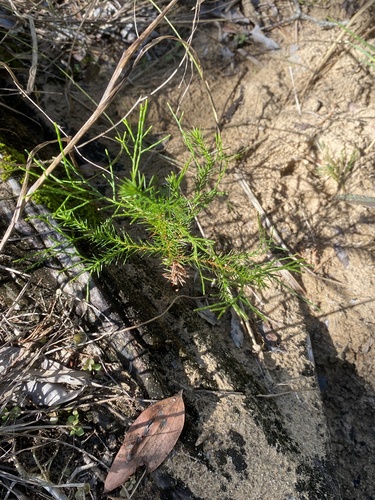 Callitris columellaris observed 2026-07-11
