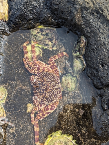 Mottled Lightfoot Crab