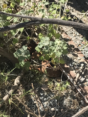 Crotalus ruber ruber