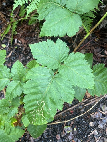 Rubus hawaiensis