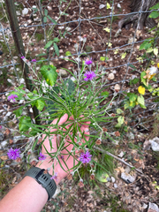 Vernonia lindheimeri