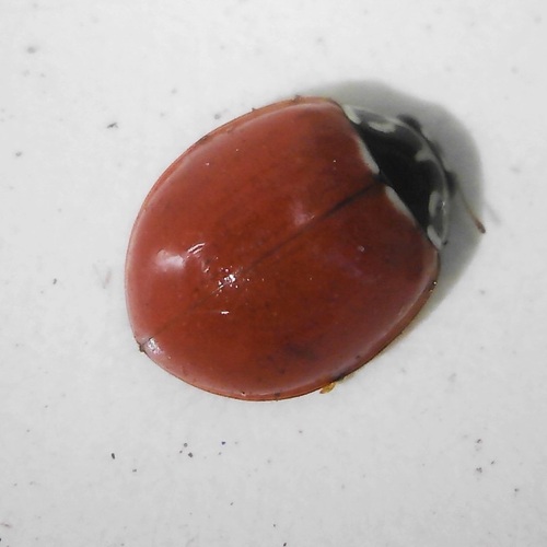 Western Polished Lady Beetle seen in Sonoma Valley