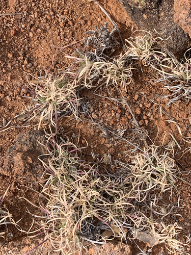 burrograss
